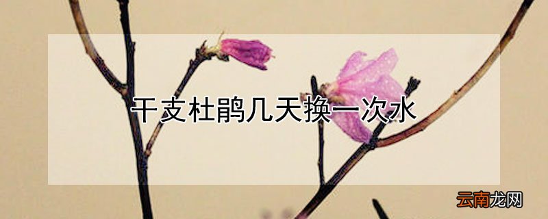 干支杜鹃几天换一次水