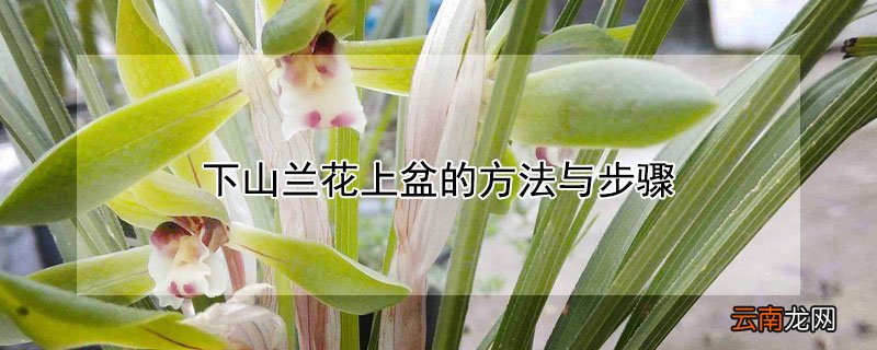 下山兰花上盆的方法与步骤