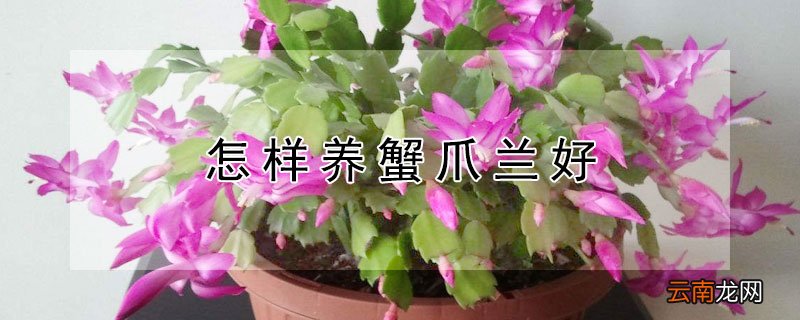 怎样养蟹爪兰好