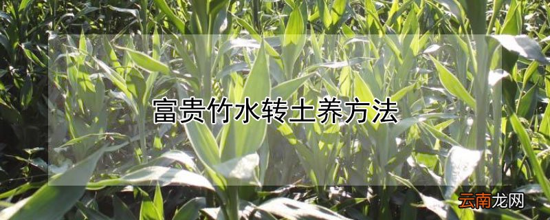 富贵竹水转土养方法