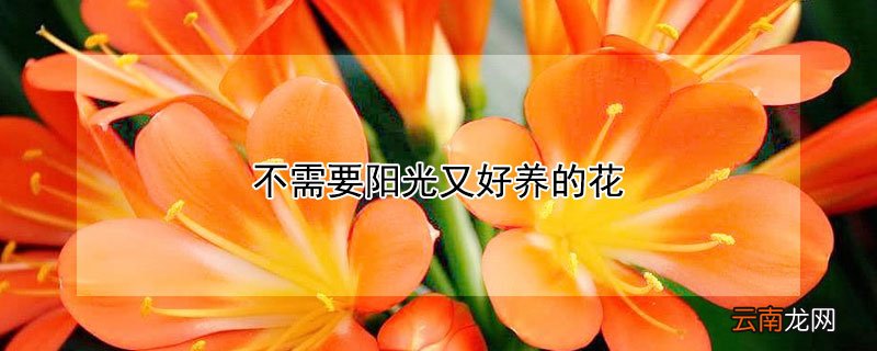 不需要阳光又好养的花