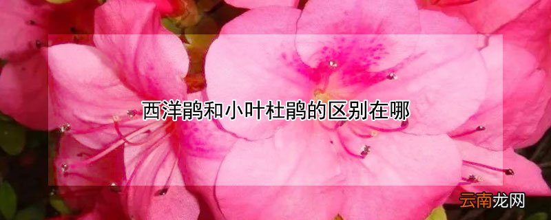 西洋鹃和小叶杜鹃的区别在哪