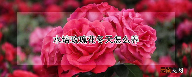 水培玫瑰花冬天怎么养