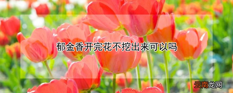 郁金香开完花不挖出来可以吗
