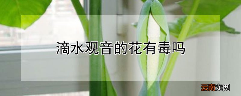 滴水观音的花有毒吗
