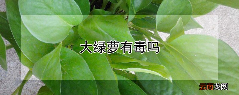 大绿萝有毒吗