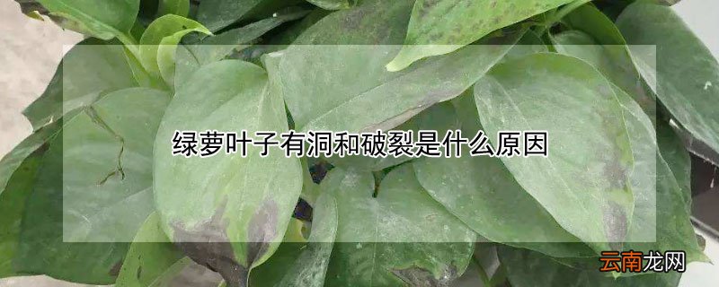 绿萝叶子有洞和破裂是什么原因