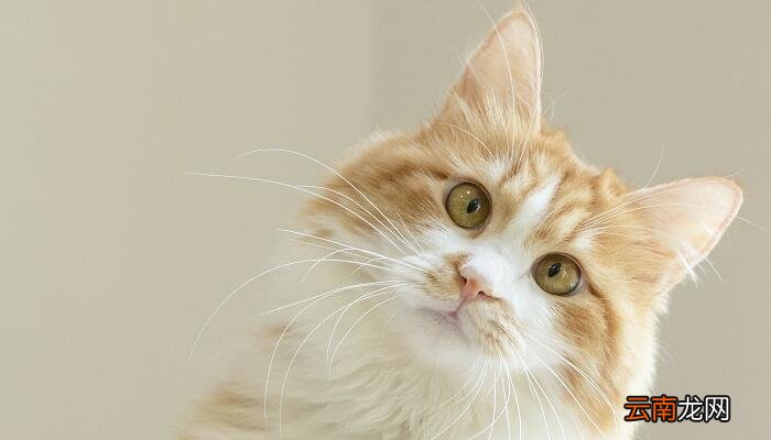 被猫咪抓了一道红痕 被猫咪抓了一道红痕怎么办