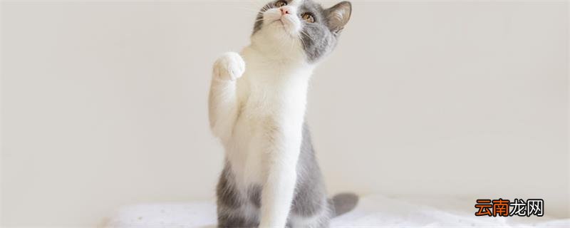 被猫咪抓了一道红痕 被猫咪抓了一道红痕怎么办