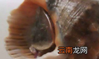 香螺怎么吐沙子能干净 香螺如何吐沙