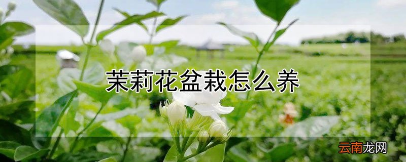 茉莉花盆栽怎么养