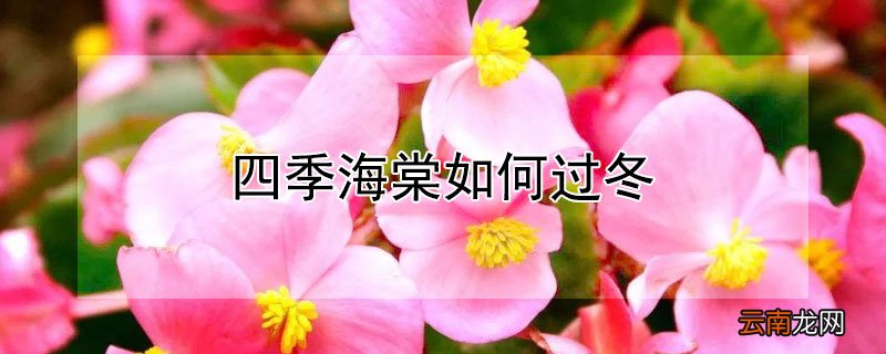 四季海棠如何过冬