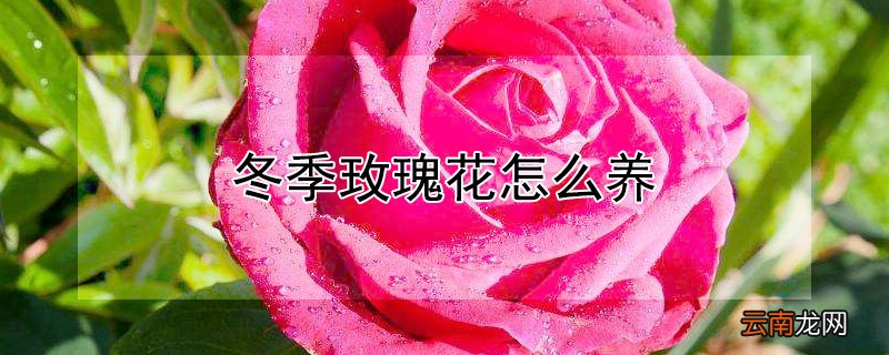 冬季玫瑰花怎么养