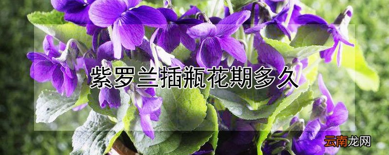 紫罗兰插瓶花期多久