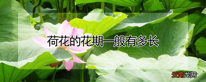 荷花的花期一般有多长