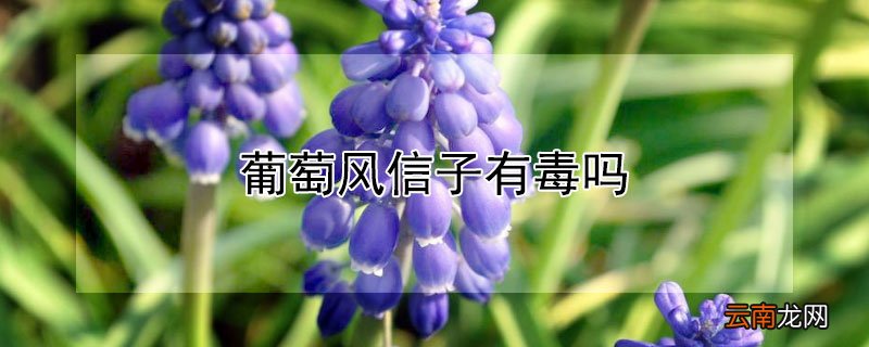 葡萄风信子有毒吗