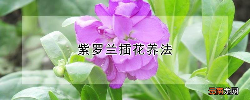 紫罗兰插花养法
