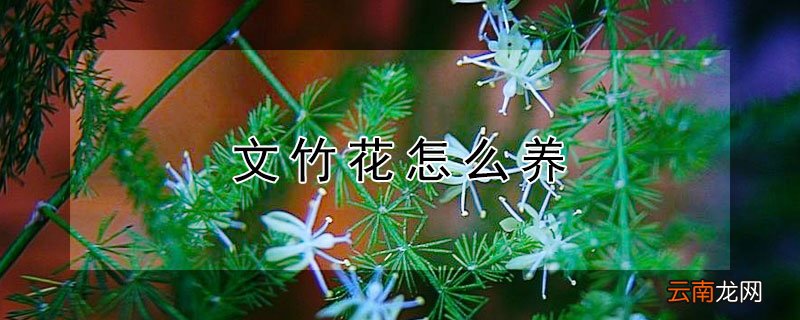 文竹花怎么养