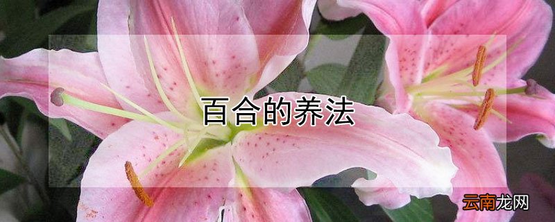 百合的养法