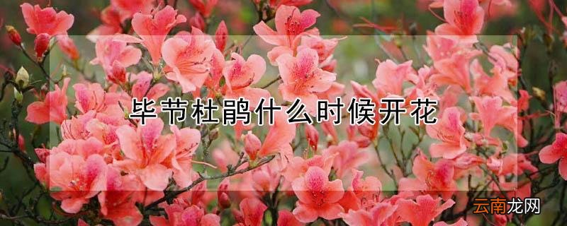 毕节杜鹃什么时候开花