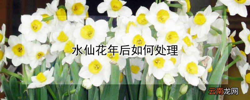 水仙花年后如何处理