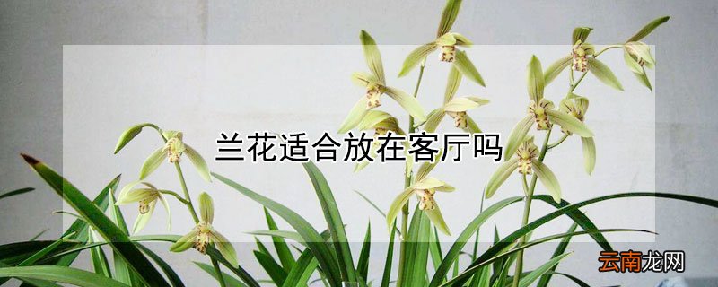 兰花适合放在客厅吗