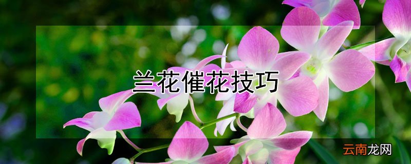 兰花催花技巧