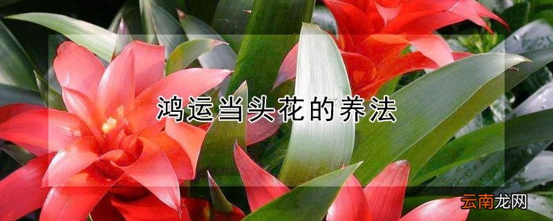 鸿运当头花的养法