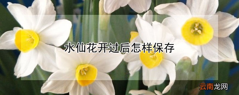 水仙花开过后怎样保存