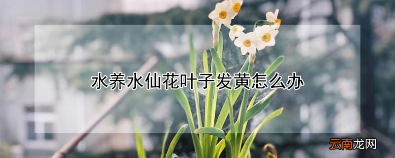 水养水仙花叶子发黄怎么办