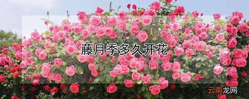 藤月季多久开花