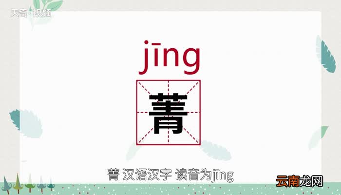 菁怎么读 菁的读音