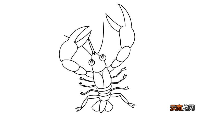 龙虾怎么画 龙虾简笔画