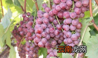 怎样用葡萄做好吃的 葡萄怎么做好吃