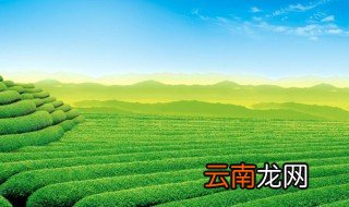 哪里盛产茶叶 盛产茶叶的地方