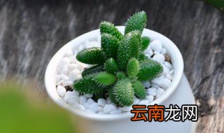 雷童怎么养 如何养护雷童呢