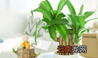 水培巴西木叶子发黄原因及解决办法 水培巴西木叶子为什么发黄和处理方法