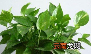 绿萝怕冷吗冬天 绿萝怕不怕冷