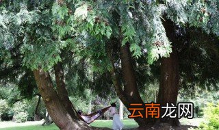 榕树冻了还能活吗 榕树冻了还能不能活