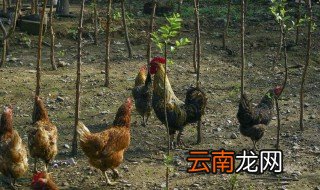 鸡吃什么能增重 鸡吃什么东西可以能增重