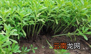 费菜的种植方法 费菜的种植方法介绍