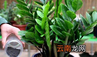 金钱树叶子边缘变焦 金钱树叶子边缘变焦怎么办