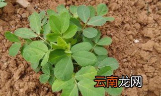 山东春花生什么时候种 山东省春花生什么时候种