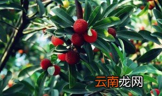杨梅树甚么时候施肥最好，杨梅树什么时候施基肥