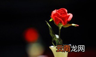 水栽培的玫瑰怎么生根，玫瑰用水生根