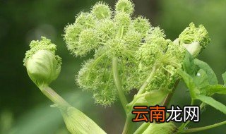 白芷什么时候种，白芷什么时候种植什么时候收获