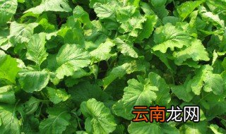 蔓菁啥时种好 北方蔓菁什么时候种