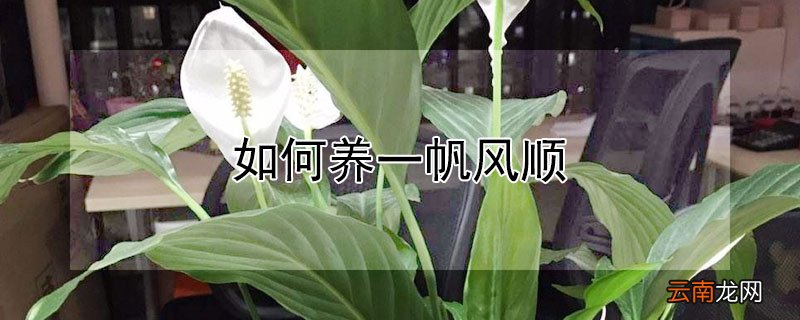 如何养一帆风顺