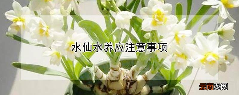 水仙水养应注意事项