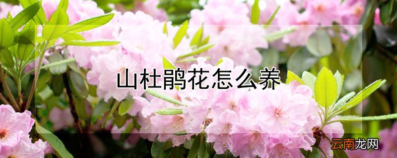 山杜鹃花怎么养